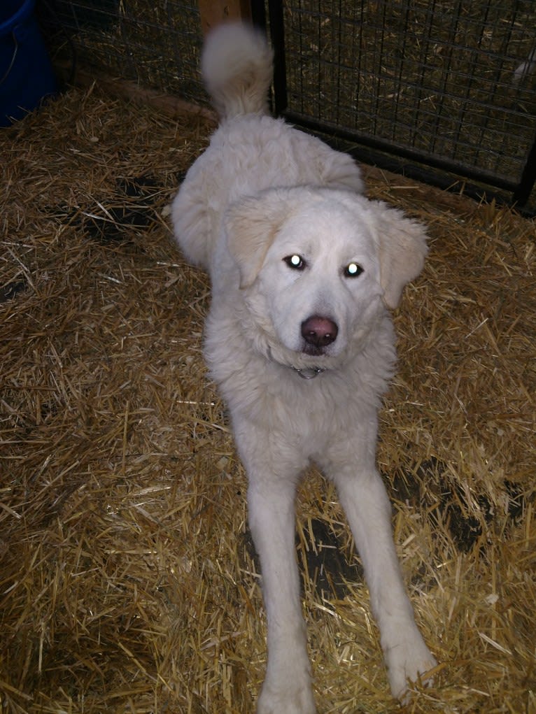 Halle, a Maremma Sheepdog tested with EmbarkVet.com