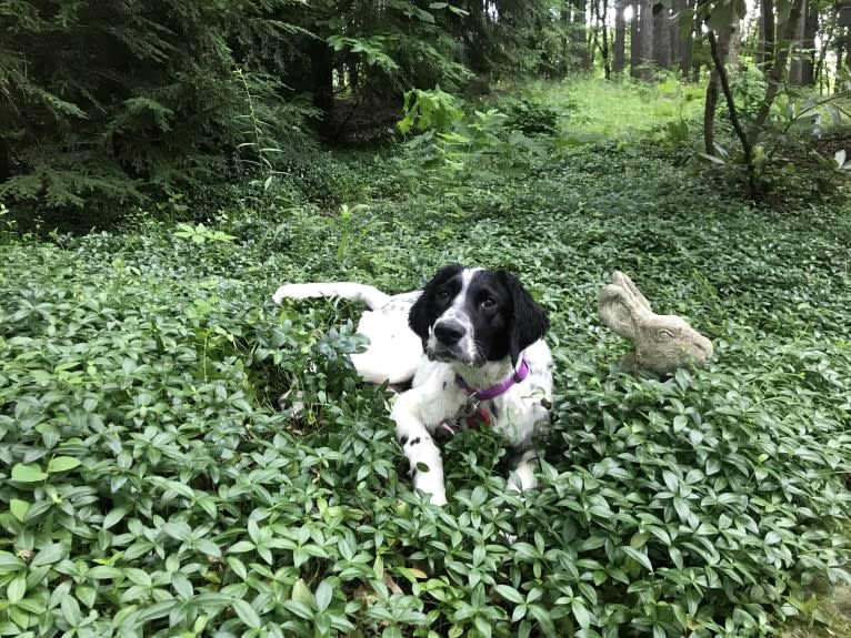 Emma, a Llewellin Setter tested with EmbarkVet.com