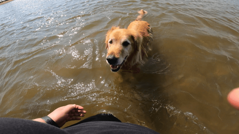Timber “Gross Manor’s I’ll Be The One You Won’t Forget”, a Golden Retriever tested with EmbarkVet.com
