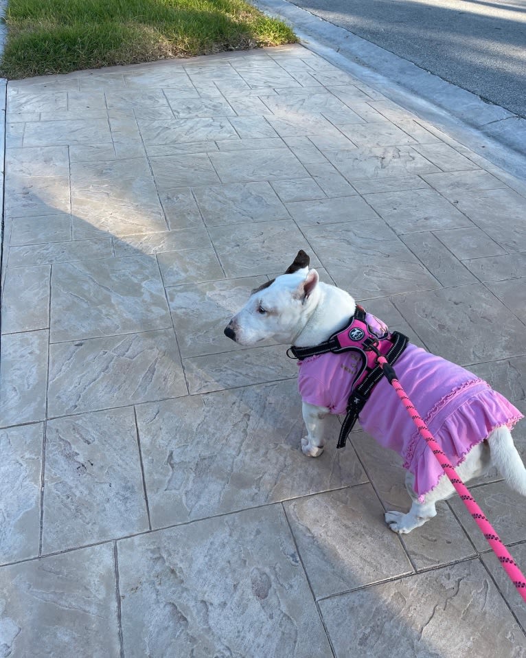 Sophie, a Miniature Bull Terrier tested with EmbarkVet.com