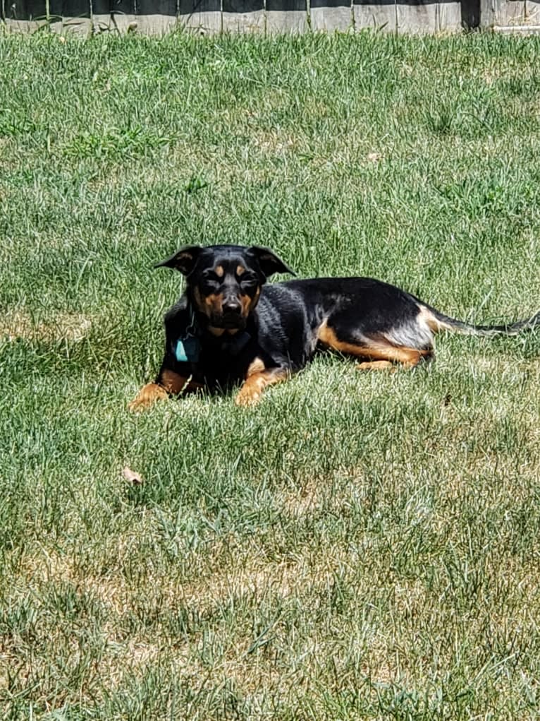 Ember, an Australian Kelpie tested with EmbarkVet.com