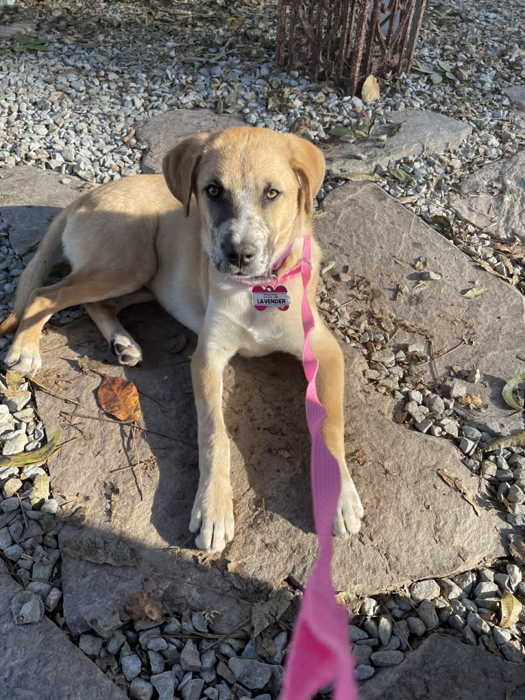 Willow, a Boxer and Australian Shepherd mix tested with EmbarkVet.com