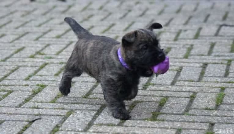 Gaia, a Cairn Terrier tested with EmbarkVet.com