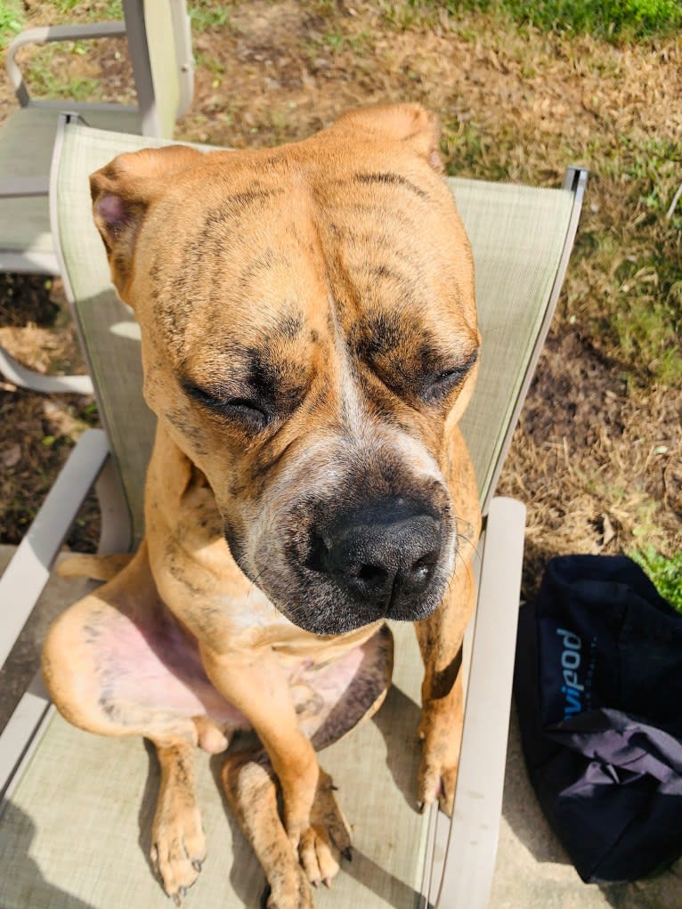 Mikey, an American Bulldog tested with EmbarkVet.com