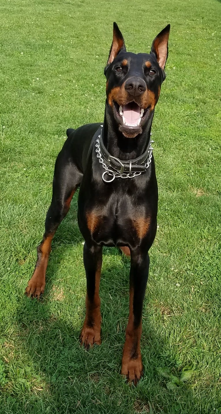 Sirus Lee Nitro, a Doberman Pinscher tested with EmbarkVet.com