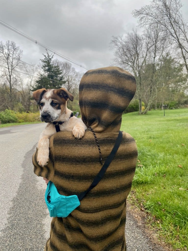 Nash, an Australian Shepherd and Labrador Retriever mix tested with EmbarkVet.com