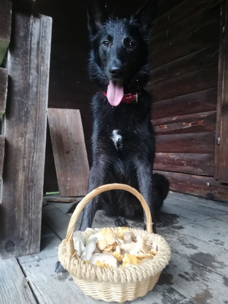Dark, a Siberian Husky and Belgian Sheepdog mix tested with EmbarkVet.com