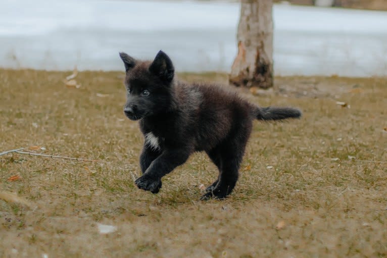 Tsume a dog tested with EmbarkVet.com