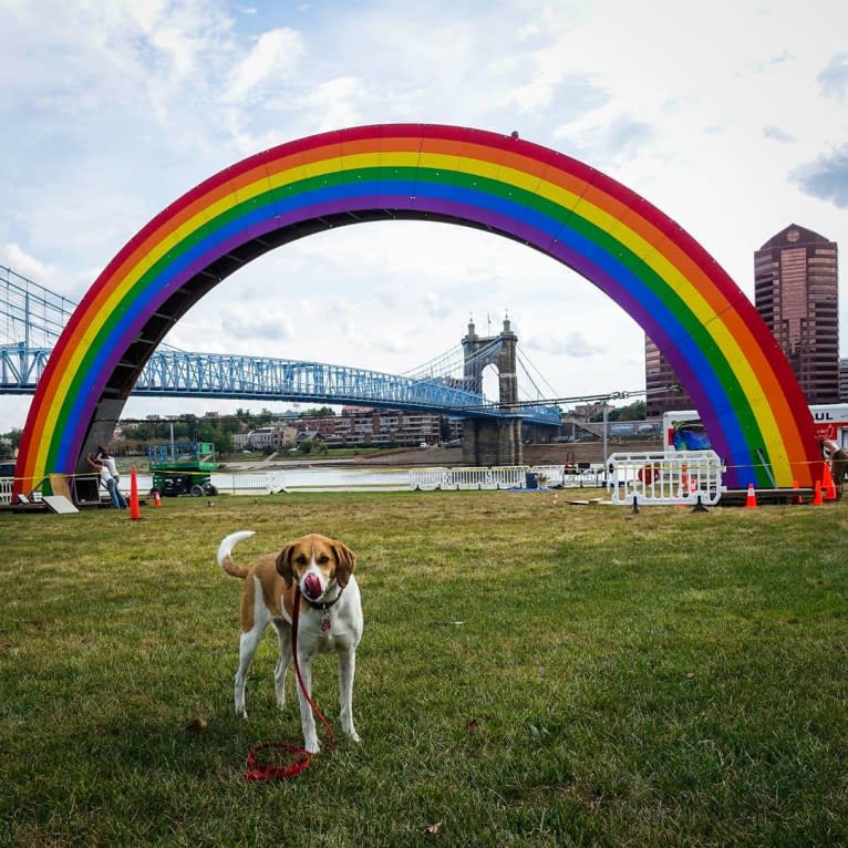 Mollie, a Treeing Walker Coonhound and Beagle mix tested with EmbarkVet.com