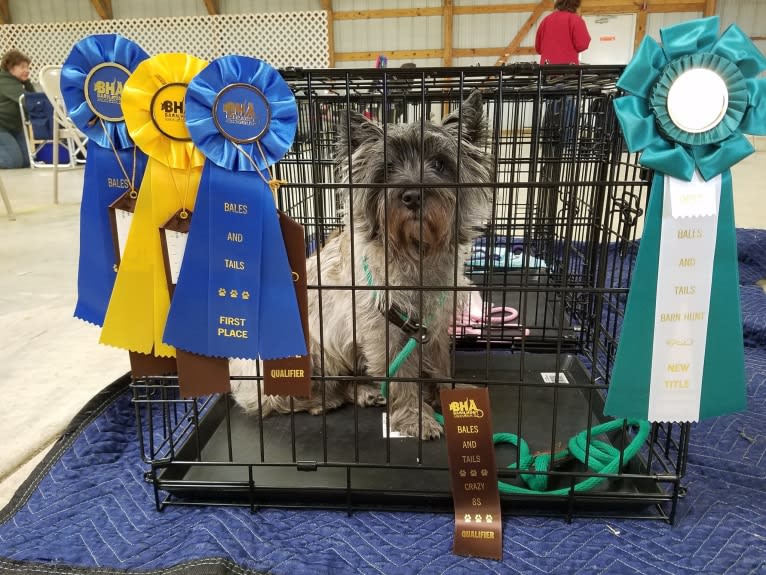 Cooper, a Cairn Terrier tested with EmbarkVet.com