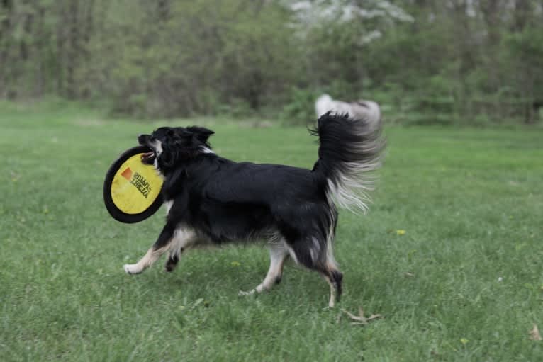 Cooper, an English Shepherd and Pomeranian mix tested with EmbarkVet.com