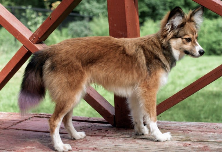 Weller, a Papillon and Siberian Husky mix tested with EmbarkVet.com