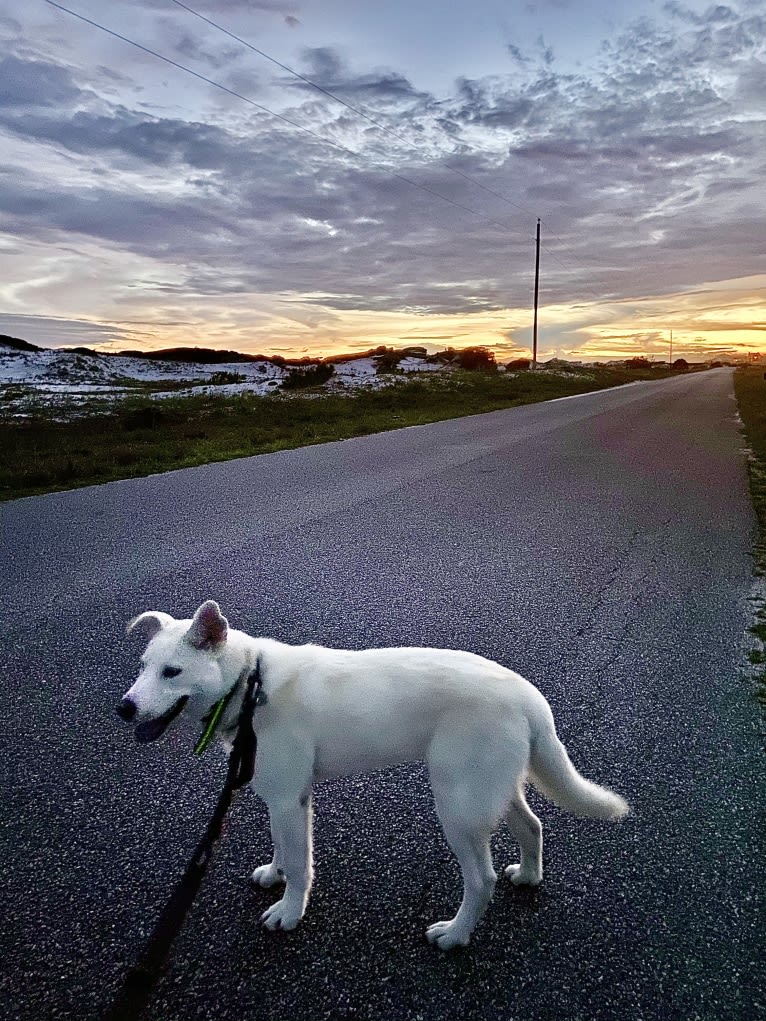 Dash, a Gerberian Shepsky (12.7% unresolved) tested with EmbarkVet.com