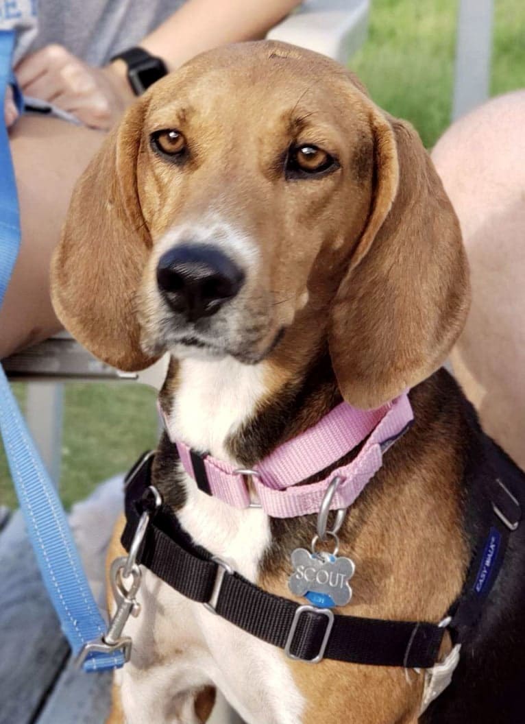 Scout, a Treeing Walker Coonhound tested with EmbarkVet.com