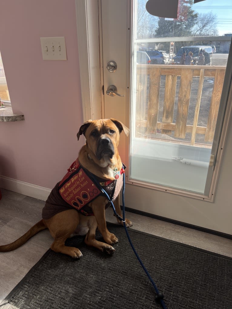 Dune, an American Bulldog and Bulldog mix tested with EmbarkVet.com