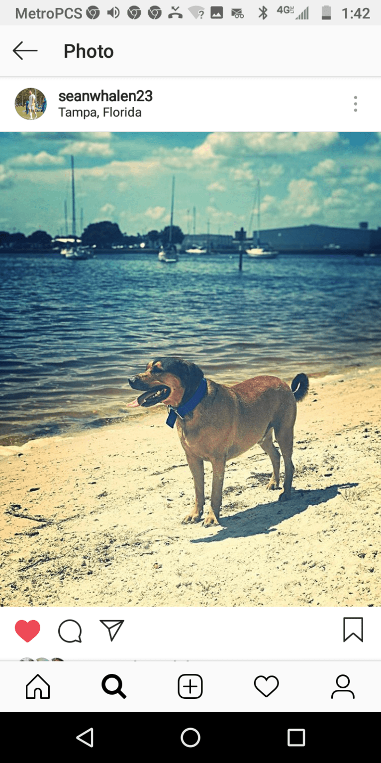 Franco, an American Pit Bull Terrier and Rottweiler mix tested with EmbarkVet.com