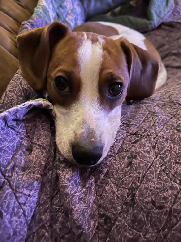 Linus, a Beagle and Chihuahua mix tested with EmbarkVet.com