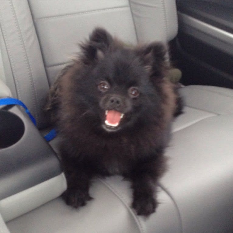 Marlin, a Pomeranian tested with EmbarkVet.com