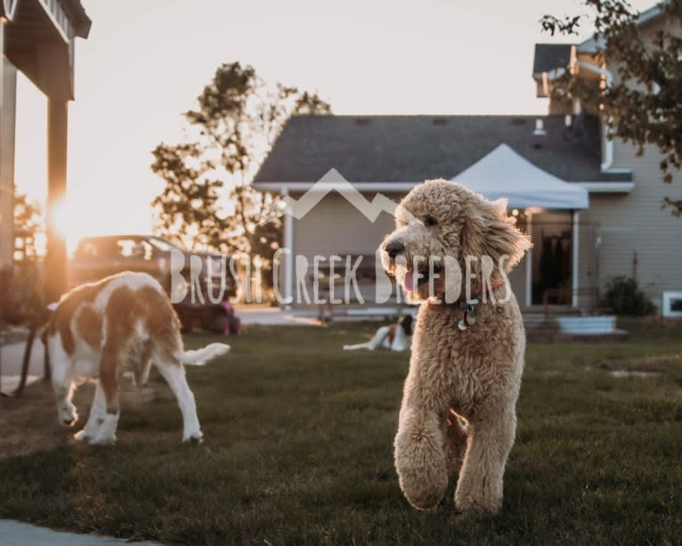 Copper, a Poodle (Standard) tested with EmbarkVet.com