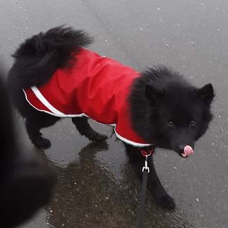 Sofe, a Swedish Lapphund tested with EmbarkVet.com