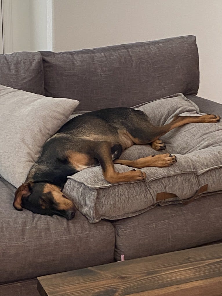 Riley, a Doberman Pinscher and Great Pyrenees mix tested with EmbarkVet.com
