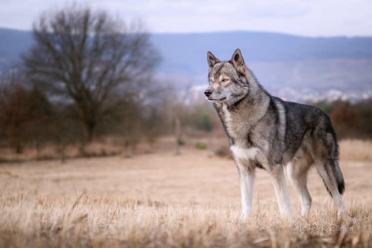 Ninja, a Siberian Husky tested with EmbarkVet.com