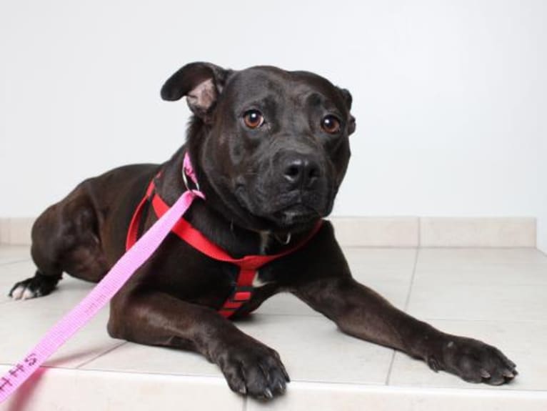 Raven Isabel, a Staffordshire Terrier and Boxer mix tested with EmbarkVet.com