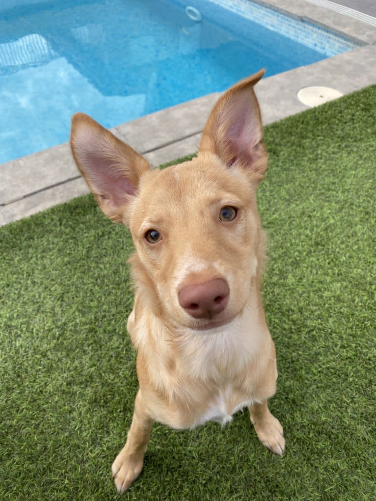 Molly, a Western European Village Dog tested with EmbarkVet.com