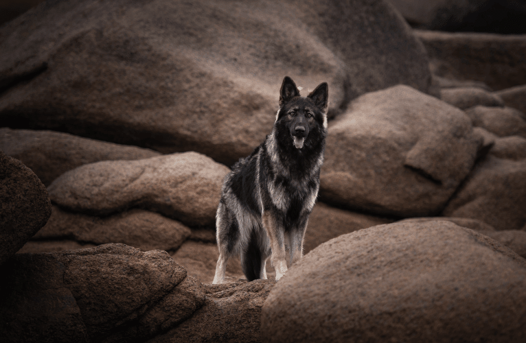 Fëalócëllen Eltänin, a German Shepherd Dog tested with EmbarkVet.com