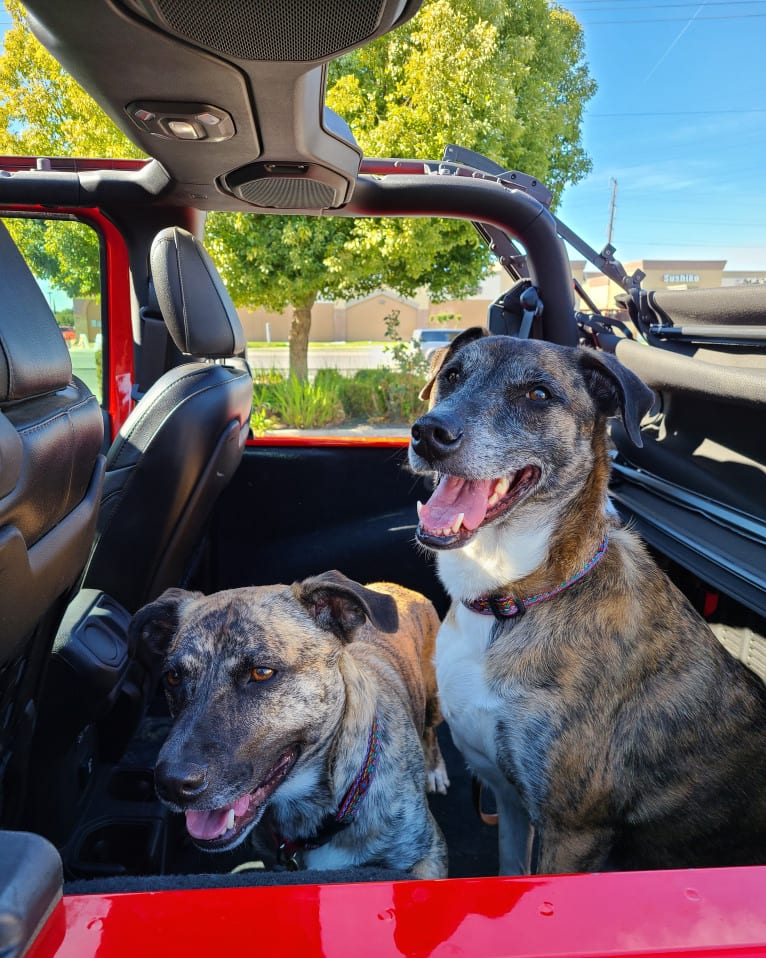 Daisy, an American Pit Bull Terrier and Australian Cattle Dog mix tested with EmbarkVet.com