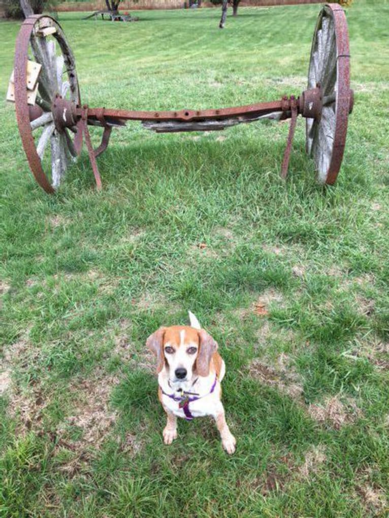 Nellie, a Beagle tested with EmbarkVet.com