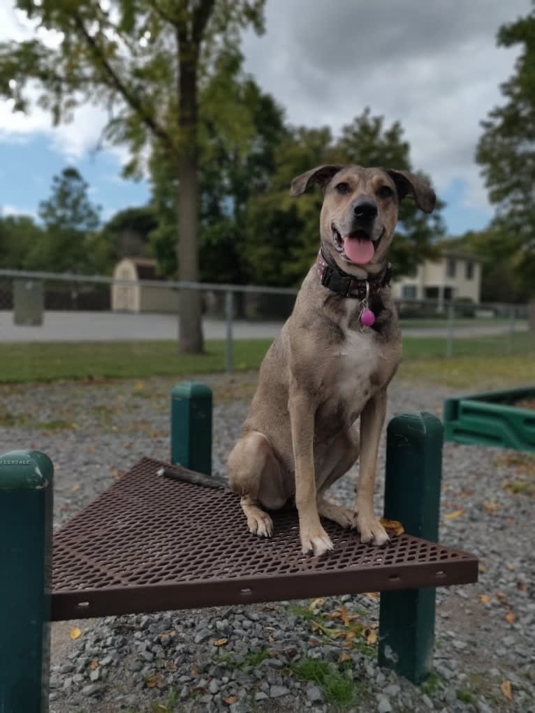 Kaya Rose, a Great Dane and Labrador Retriever mix tested with EmbarkVet.com