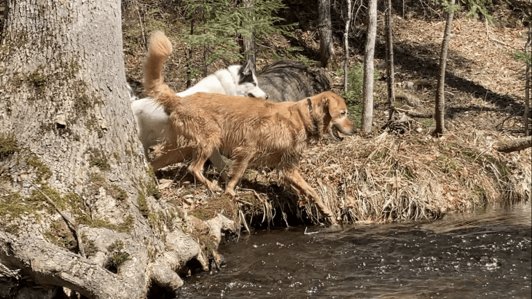 Timber “Gross Manor’s I’ll Be The One You Won’t Forget”, a Golden Retriever tested with EmbarkVet.com