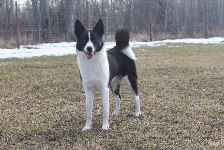 Rohmoivan Evita, a Karelian Bear Dog tested with EmbarkVet.com