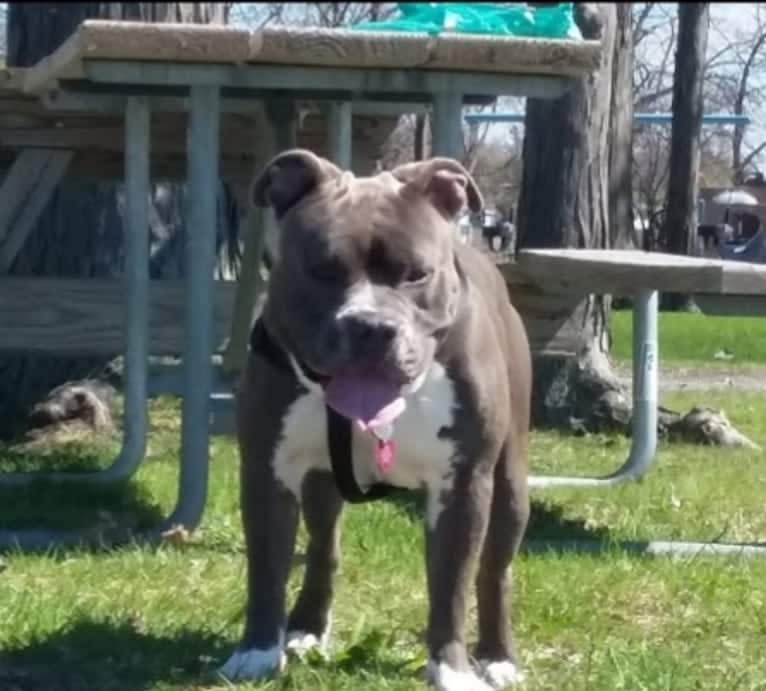 Zeus, an American Bully tested with EmbarkVet.com