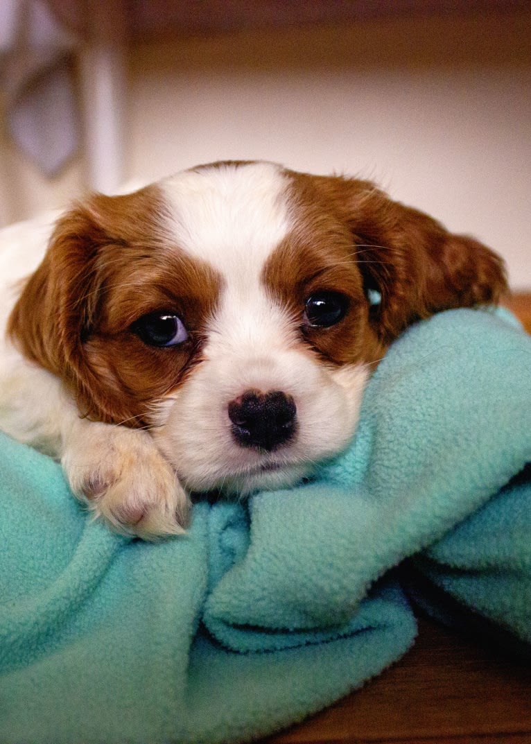 Princess Amelia the First (Millie), a Cavalier King Charles Spaniel tested with EmbarkVet.com