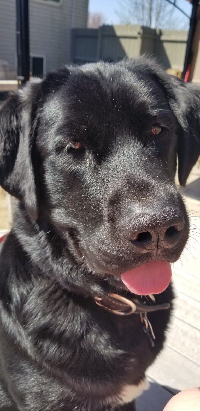 Tank, a Newfoundland and Labrador Retriever mix tested with EmbarkVet.com