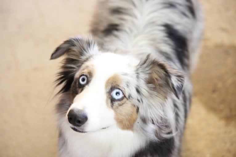 MaizyRose, an Australian Shepherd tested with EmbarkVet.com