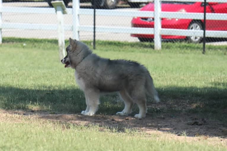 Iroh, a Siberian Husky tested with EmbarkVet.com