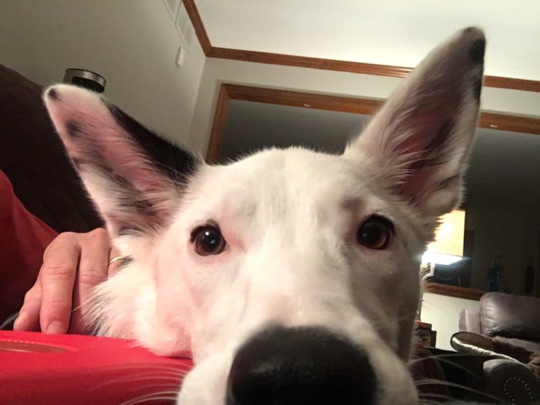 Abby, a Border Collie tested with EmbarkVet.com