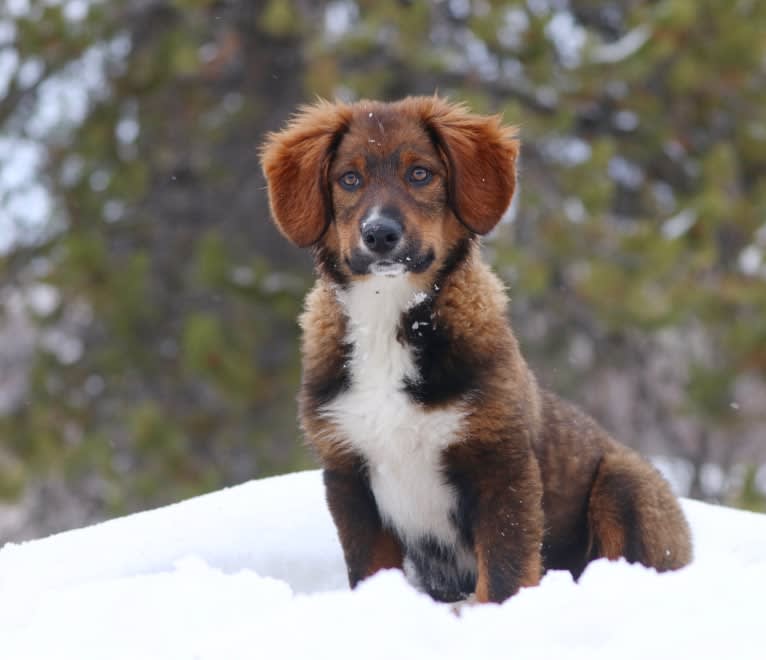 Burley, an English Shepherd tested with EmbarkVet.com