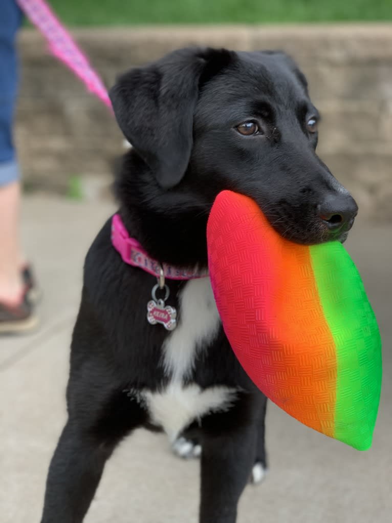 Keira Mason, an Australian Shepherd and Labrador Retriever mix tested with EmbarkVet.com