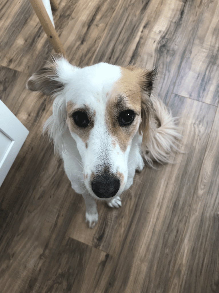 Carrot, a South Asian Village Dog tested with EmbarkVet.com