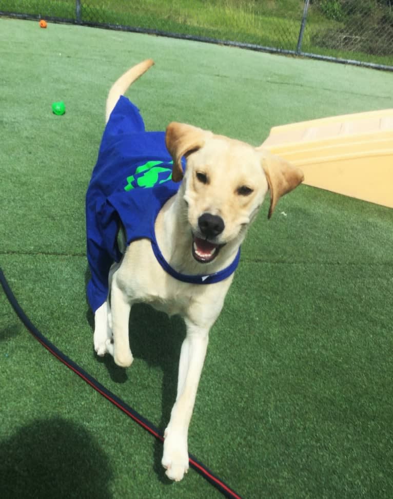 Junebug, a Golden Retriever and German Shorthaired Pointer mix tested with EmbarkVet.com