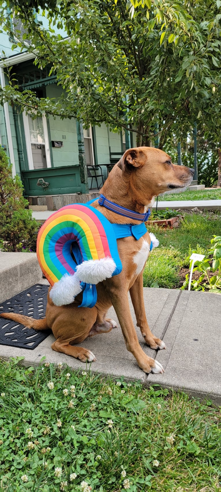 Xavi (Chavi), a Boxer and Siberian Husky mix tested with EmbarkVet.com