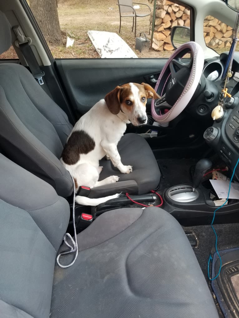 Clyde, a Basset Hound and Australian Cattle Dog mix tested with EmbarkVet.com