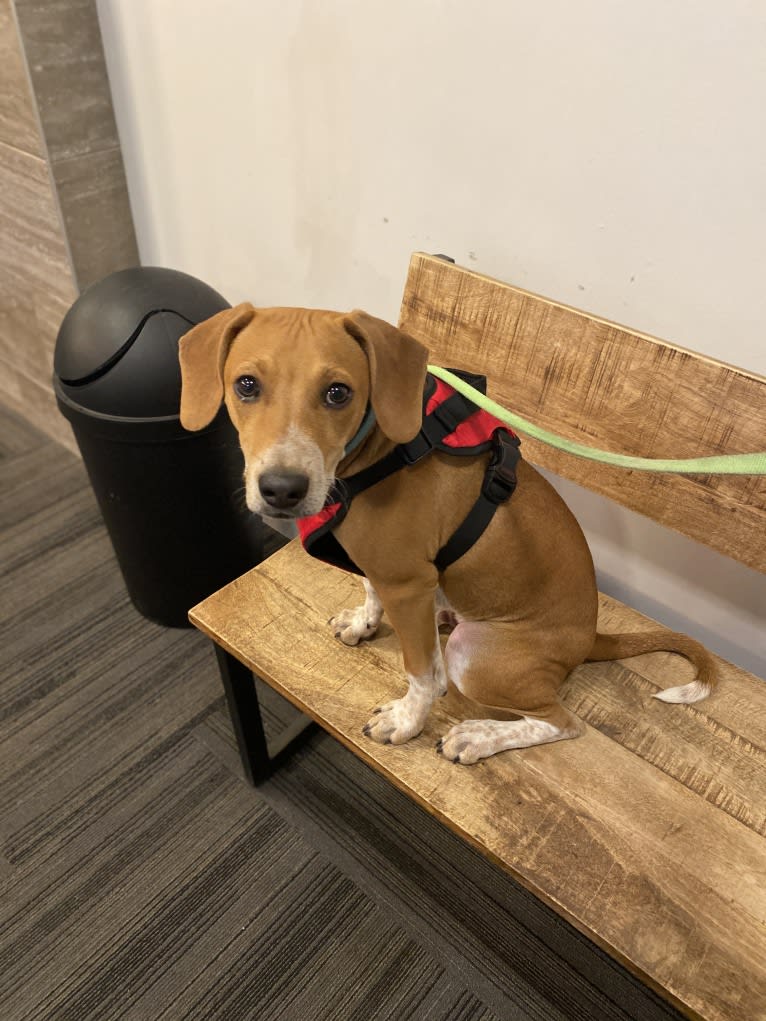Rook Williams, a Basenji and American English Coonhound mix tested with EmbarkVet.com