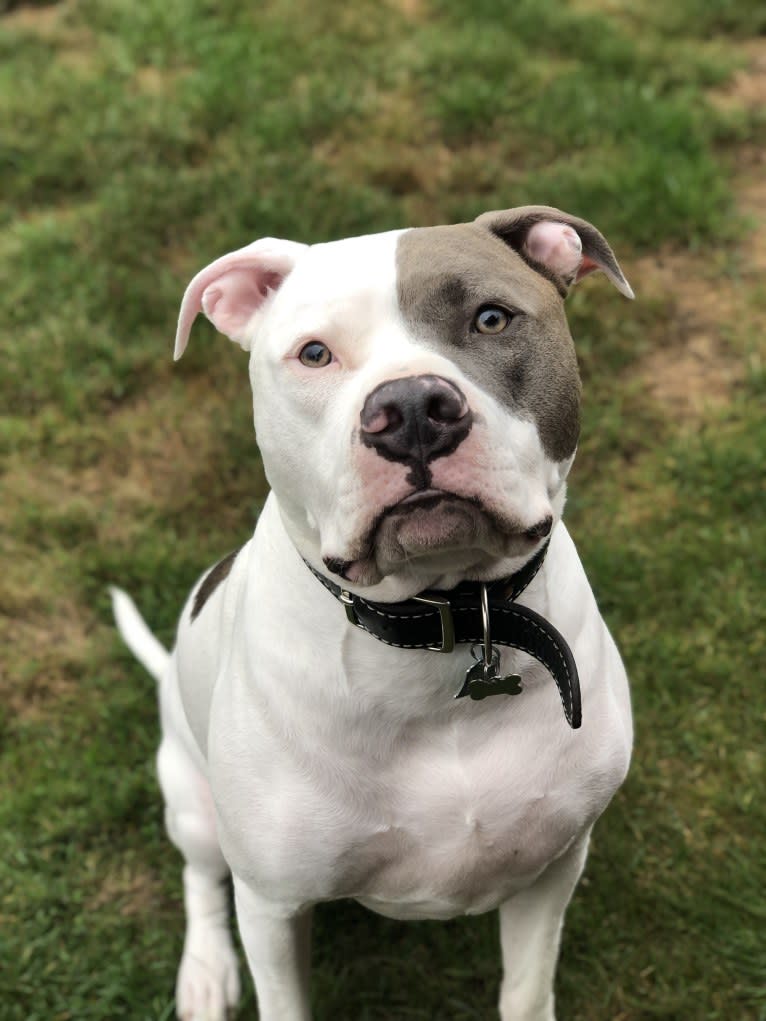 Axel, an American Pit Bull Terrier and American Bully mix tested with EmbarkVet.com
