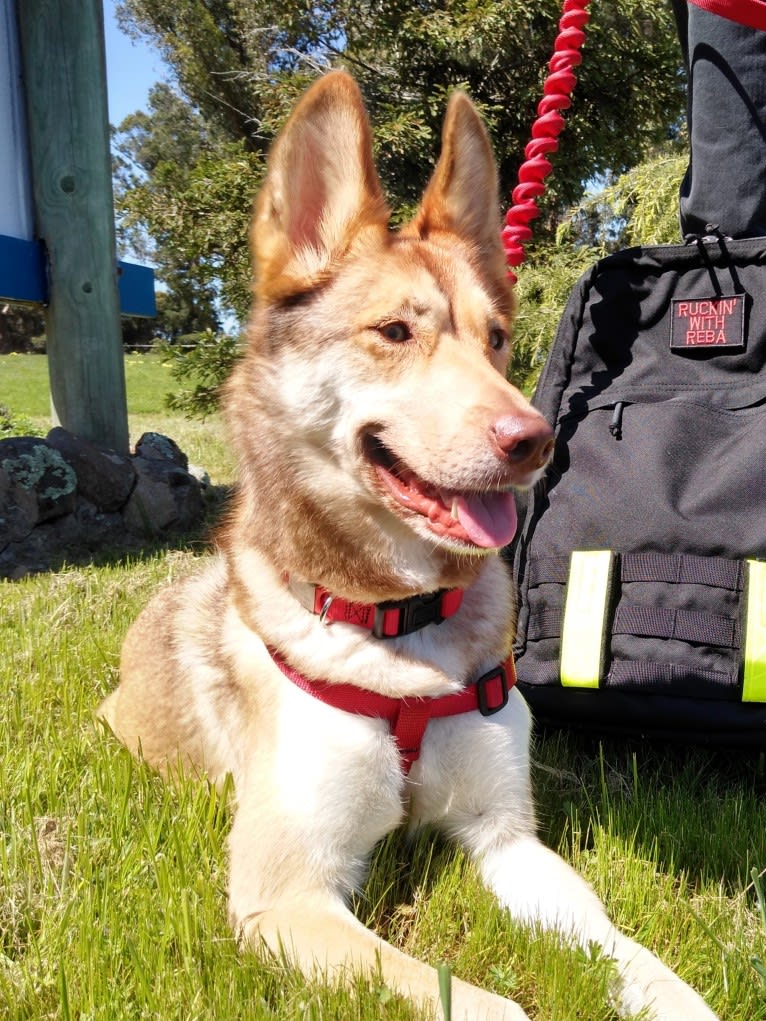 Reba, a Siberian Husky and German Shepherd Dog mix tested with EmbarkVet.com