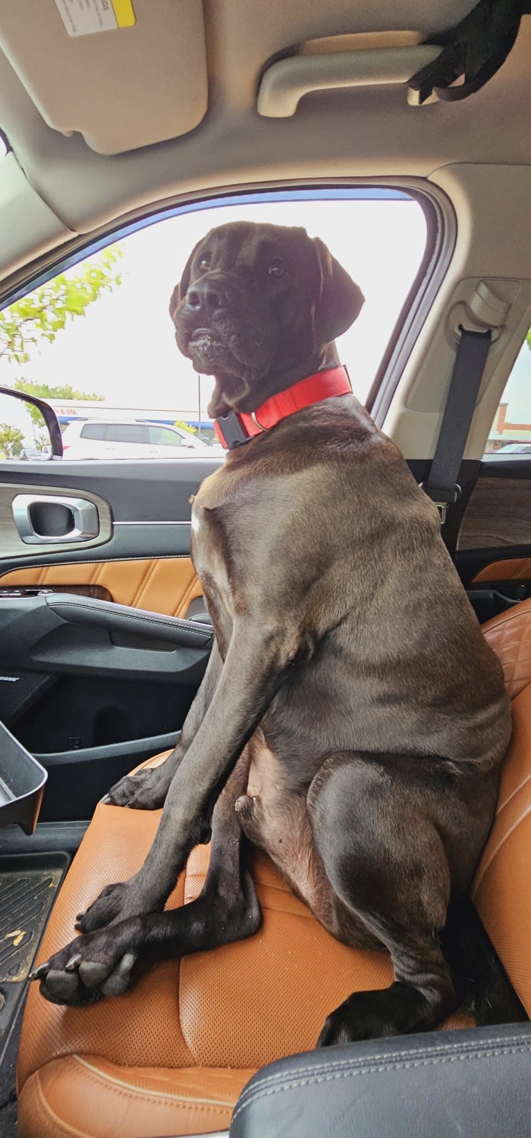 Ottis, a Perro de Presa Canario and English Springer Spaniel mix tested with EmbarkVet.com